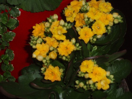 Kalanchoe 2